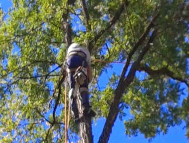 Photo(s) from Anthonys Tree Care