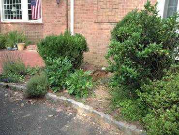 after sewer replacement