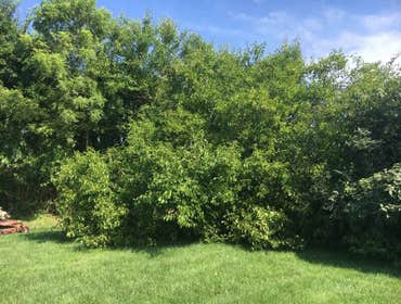 Photos by Professional Approach Landscape Services, Inc #1