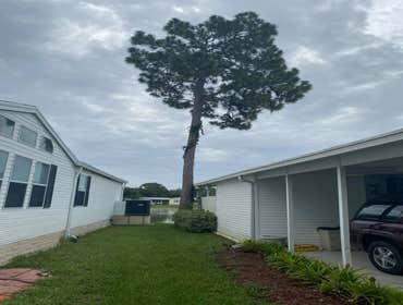 Photos by Arbobella Tree Service #1
