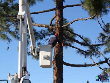 Photos by Estates Tree Service #1