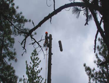 Tree Removals Technical tree removals over houses.