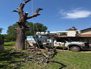 Tree Services