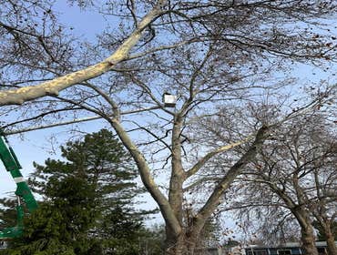 Photos by Artistic Treeworks #1