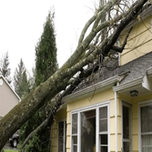 Tree Service Flagstaff