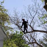 Photos by Hoffman Expert Tree Services LLC #1