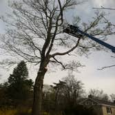Tree trimming and cabling