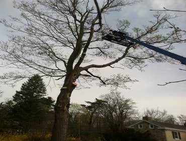Tree trimming and cabling