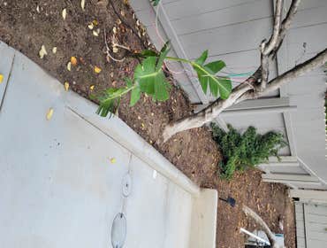Before planting & mulch