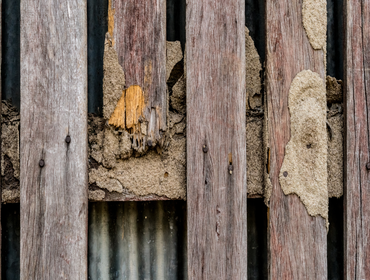 Photos by Silicon Beach Termite Removal Experts #1