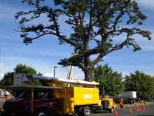 Works by Mr Tree Inc