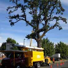 Works by Mr Tree Inc