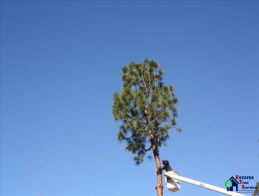 Photos by Estates Tree Service #1