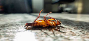 Photos by Jonquil City Pest Control #1