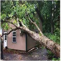 Menifee Tree Service Professionals