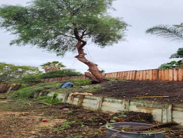Photos by Pro M Tree Service #32