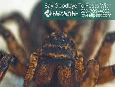 Pest Control Service