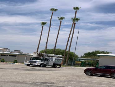 Photos by MARIO'S TREE SERVICES #1