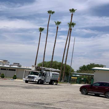 Photos by MARIO'S TREE SERVICES #1
