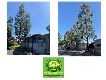 Photos by MARIO'S TREE SERVICES #1