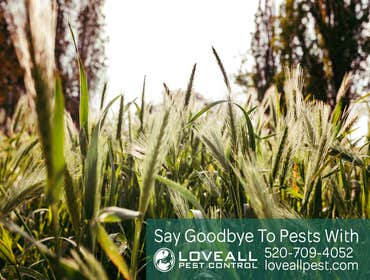 Termite-Pest Control Termite-Pest Control Service