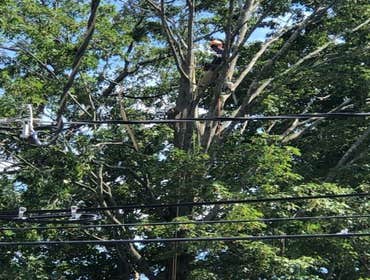 Photos by Palmer Tree Service #1