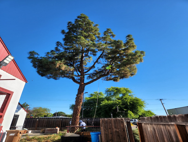 Photos by Chavezm Tree Service #12