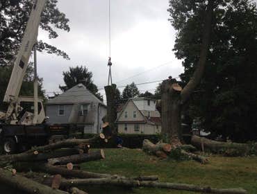 Photos from Kingkiner Tree Service LLC