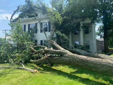 Photos by ALX Tree Services LLC #1