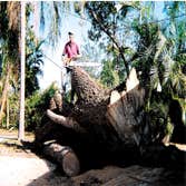 Tim's Tree Service