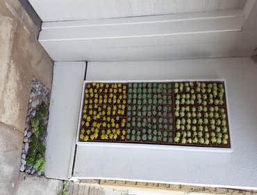 Succulent panels