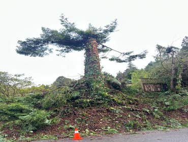 Photos by Blossom Landscaping & Handyman Service #7