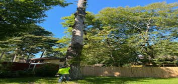 Photos by Rg Tree Services #2