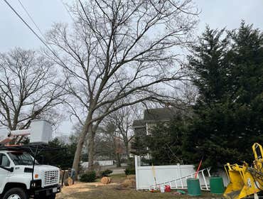 Removal of 3 trees leaning over the house and power lines in front of the property.
