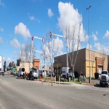 Photos by Cut Rite Tree Service Fresno #1