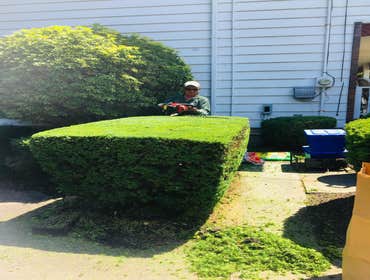 Black edges and mulch