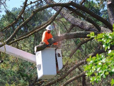 Photos from P & J Tree Service Inc Large tree removed