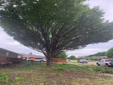 Photos by K-perez Tree Services #1