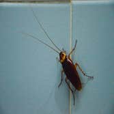 Photos by Bug Bully Pest Control #1