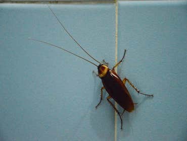 Photos by Bug Bully Pest Control #1