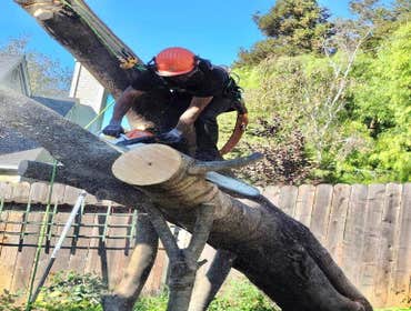 Photos by Camilo Tree Service #4