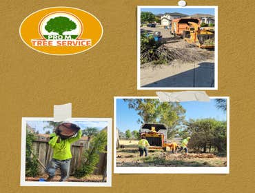 Photos by Pro M Tree Service #52
