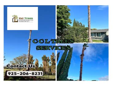 Photos by Ccl Trees Services #1