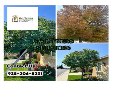 Photos by Ccl Trees Services #1