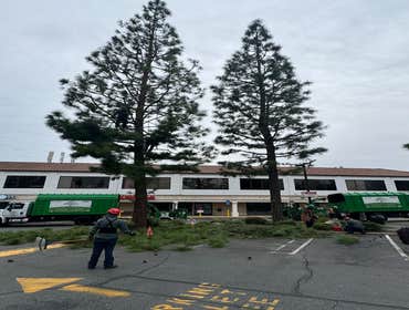 Photos by California Green Tree Care #1