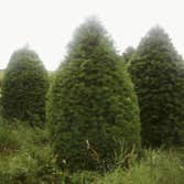 Photos from Andes Nursery