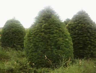 Photos from Andes Nursery