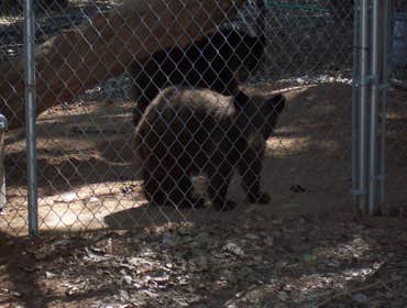 Nm Bear watch 9-23-11