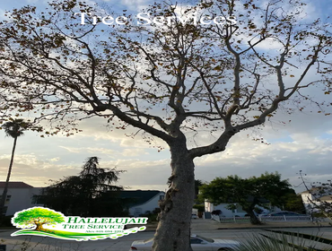 Photos by Hallelujah Tree Service #1