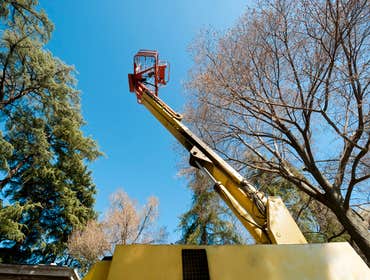 Photos by Pro Tree Service of Savannah #1